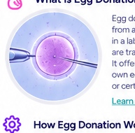 Egg donation fertilization procedure