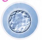 Embryo under microscope in laboratory