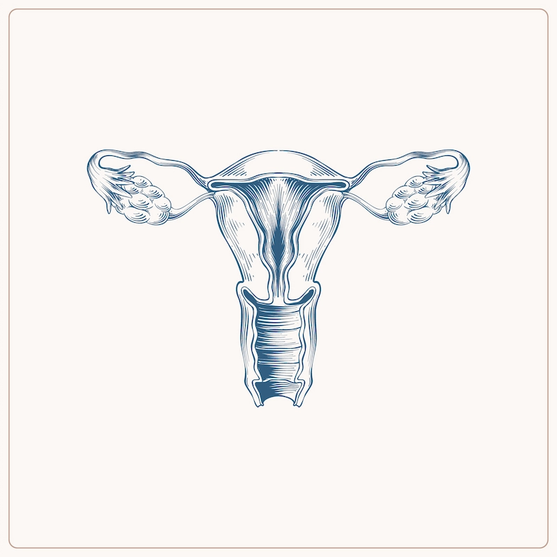 سونوگرافی رحم