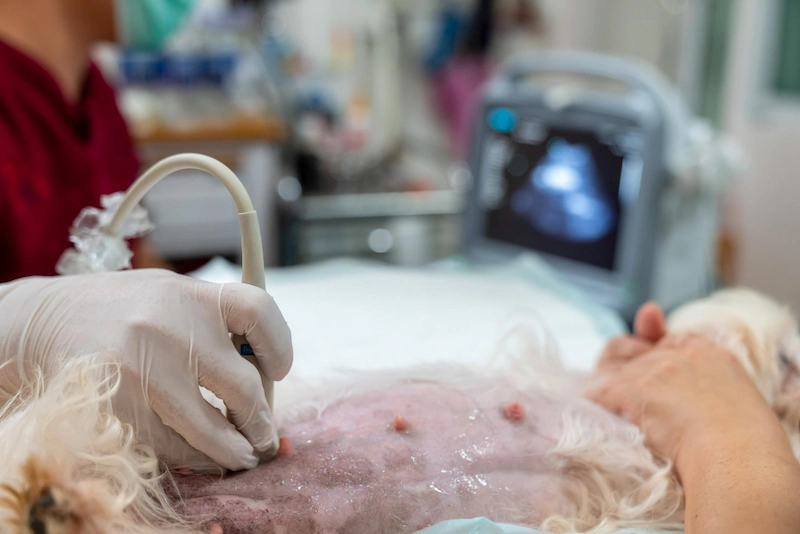 Fertility Preservation for Cancer Patients in Iran: Urgent Options for 2025