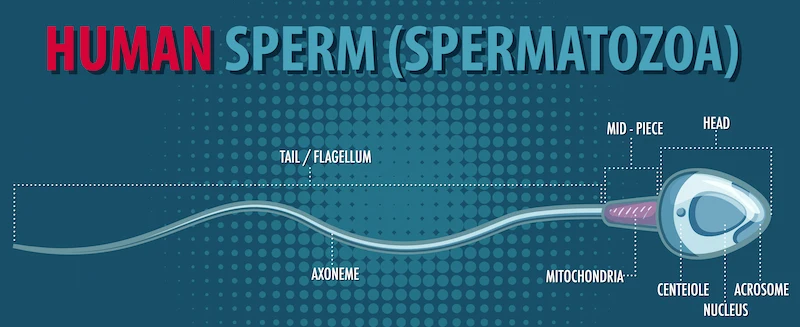 اختلال اسپرم و ژنتیک