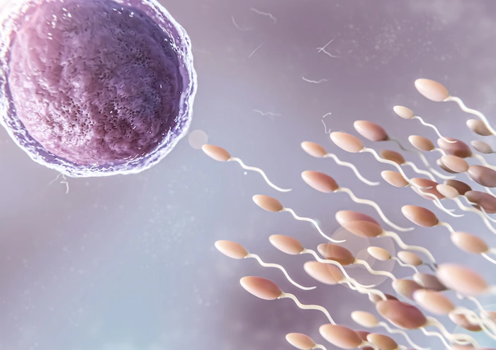 پروسه ivf