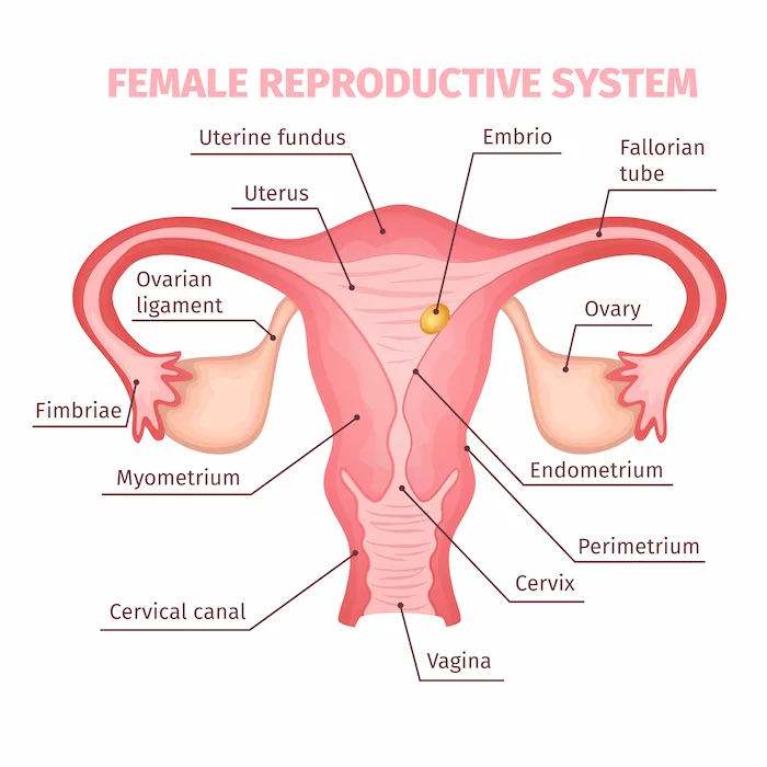 uterus
