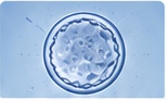 Embryo donation treatment package in Iran
